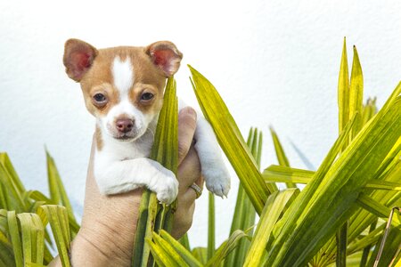 Puppy chihuahua animals