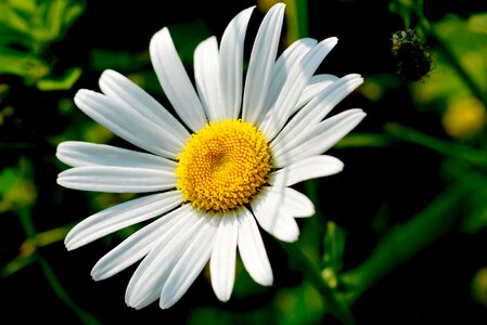 Flower blossom bloom
