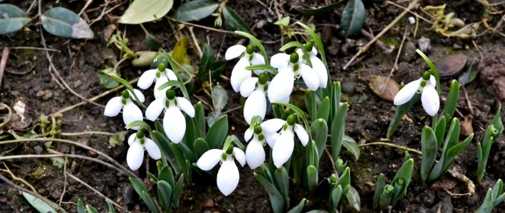Snowdrops in February