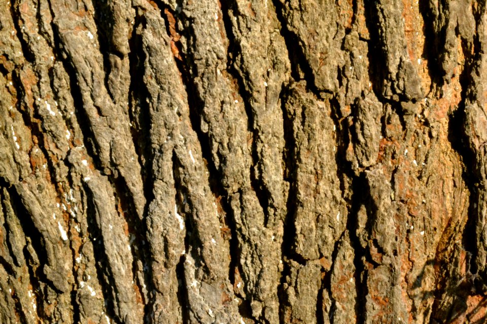 tree bark