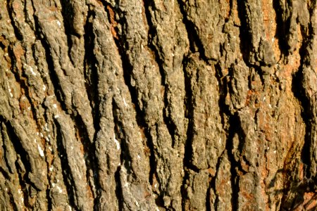 tree bark