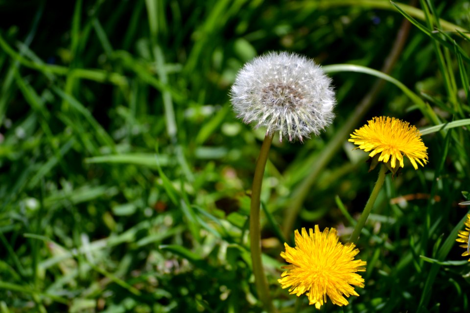 Dandelion photo