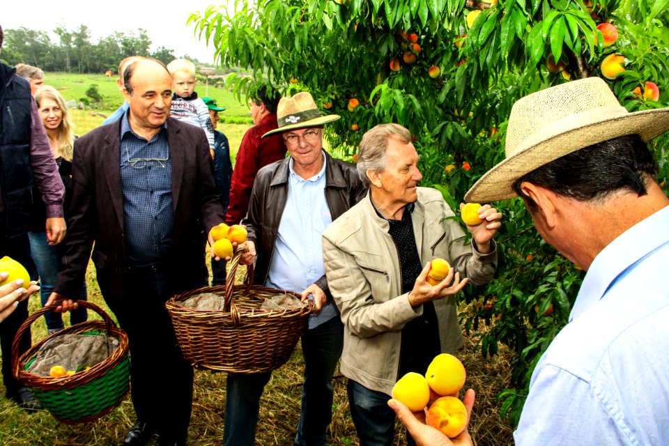 25.11.2017 - Prefeito em exercício Idemar Barz na abertura da Colheita do Pêssego 2017