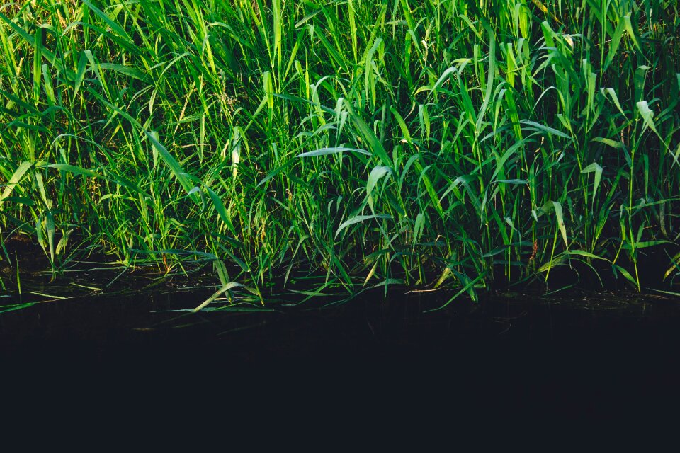 Grass river water