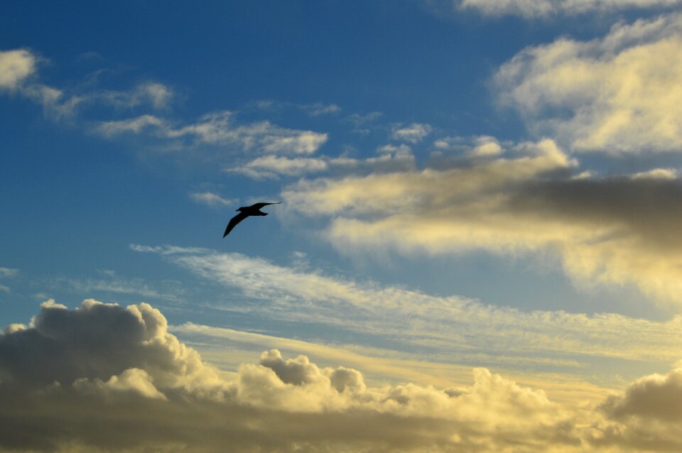 Sky nature flying photo