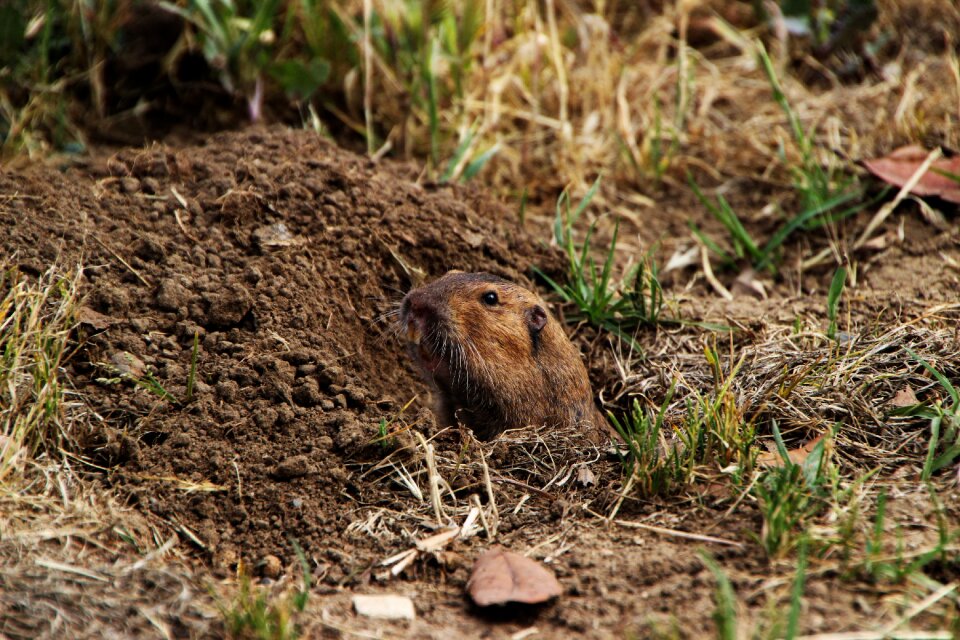 Hole animal looking