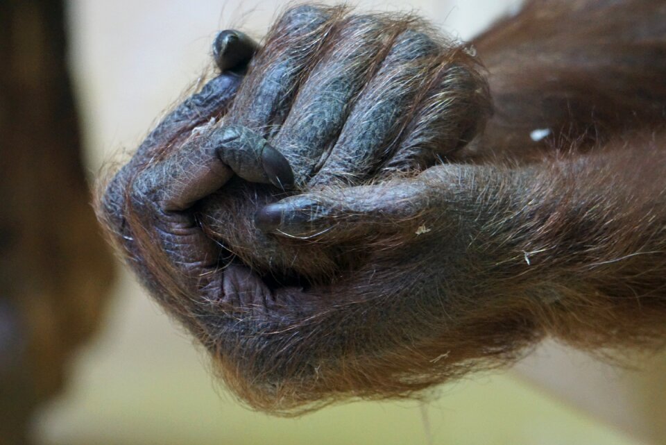 Gorilla close up ape