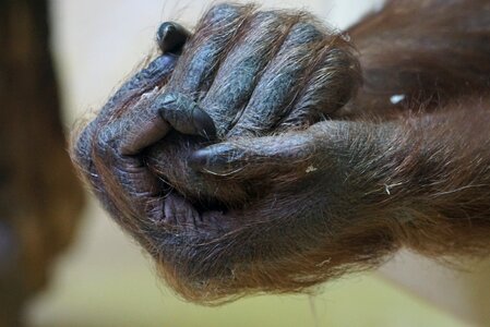 Gorilla close up ape