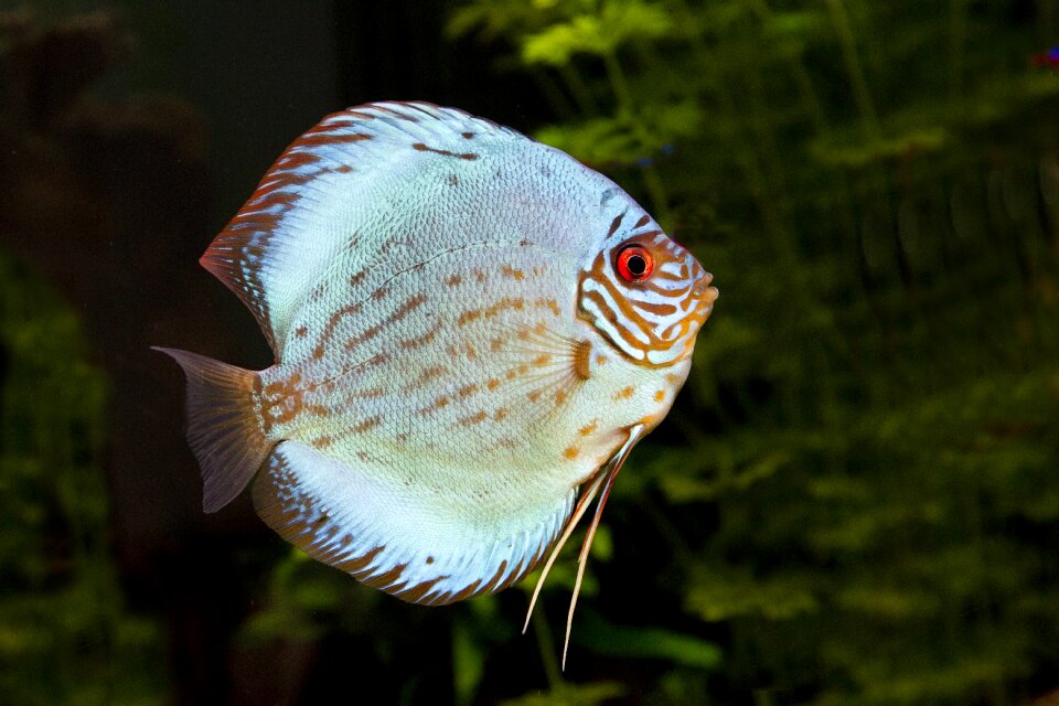 Discusvis fish aquarium