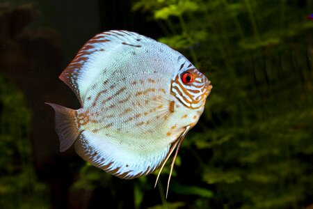 Discusvis fish aquarium