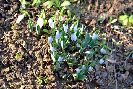 snowdrops