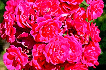 roseoil