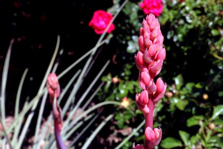 red yucca