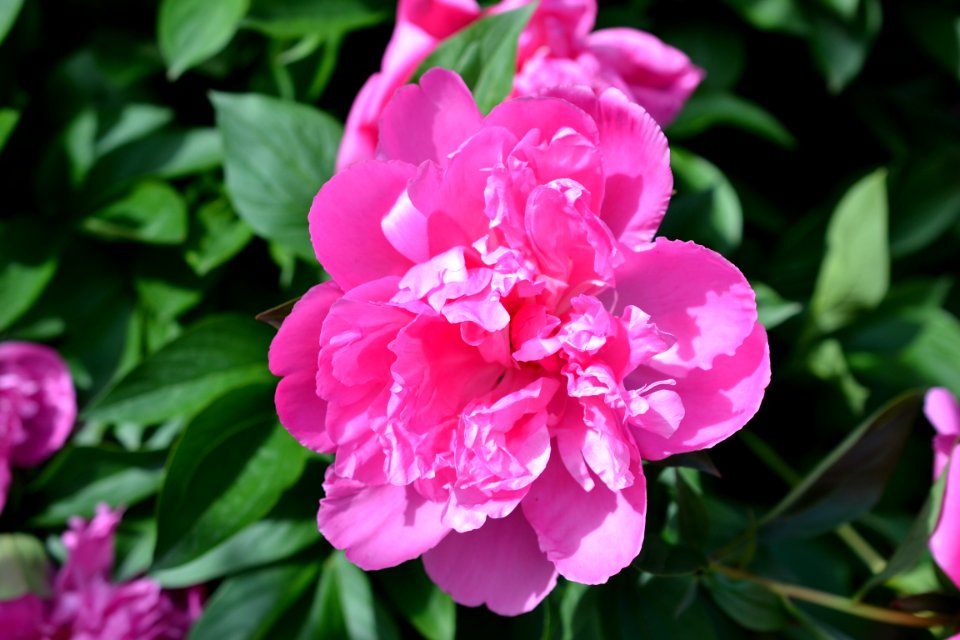 peony