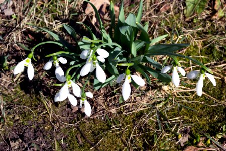 snowdrops