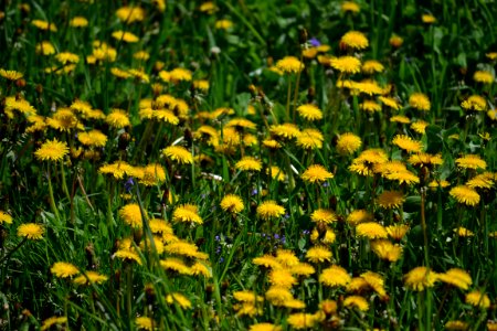 Dandelion