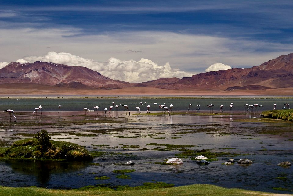 Salar de Tara - Reserva Nacional Los Flamencos