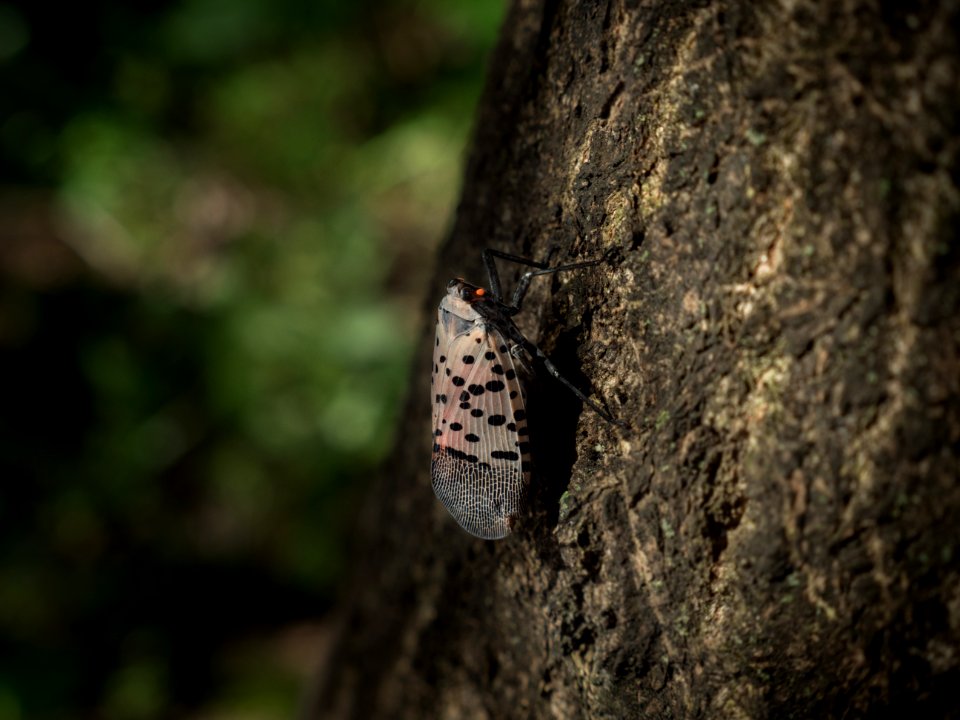 20180829-APHIS-LSC-1259
