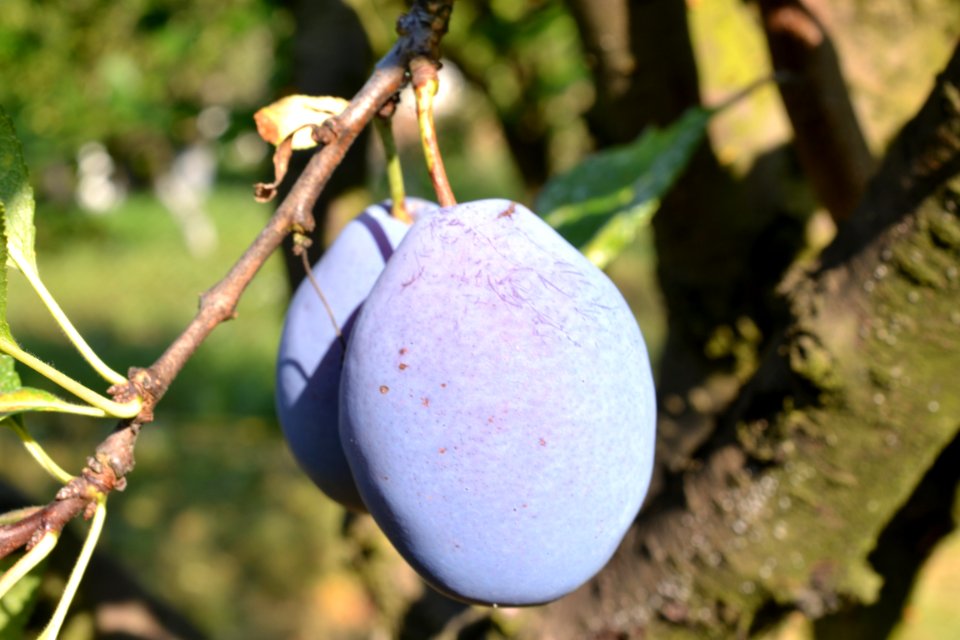 plums