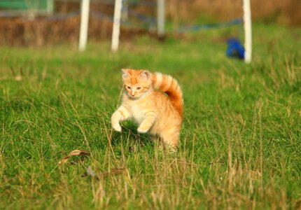Red mackerel tabby meadow autumn