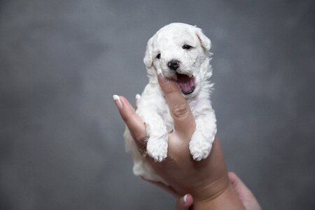 Dogs animals pet