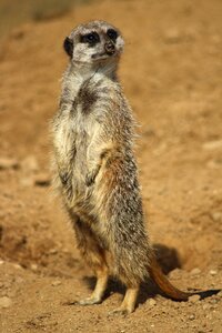 Animal meerkat small