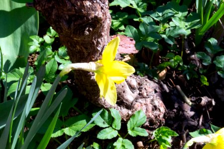 daffodils photo