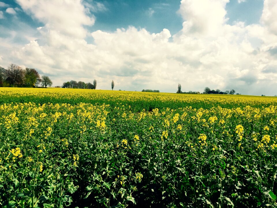 Yellow field summer