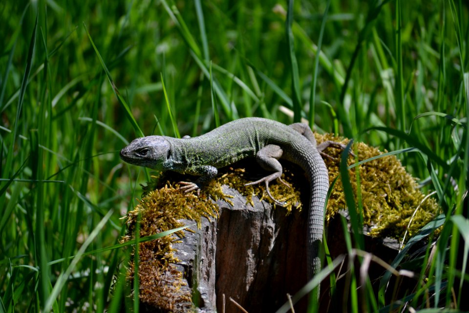 Lizard