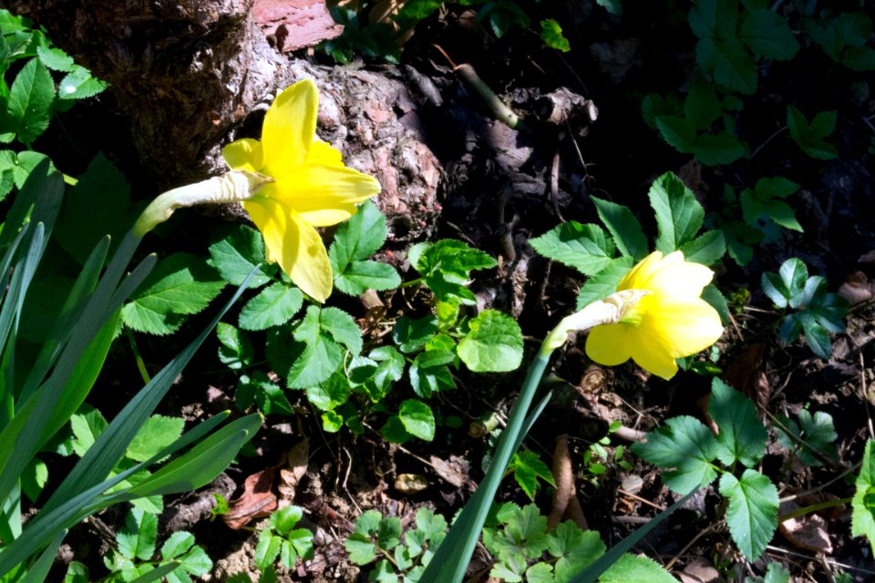 daffodils