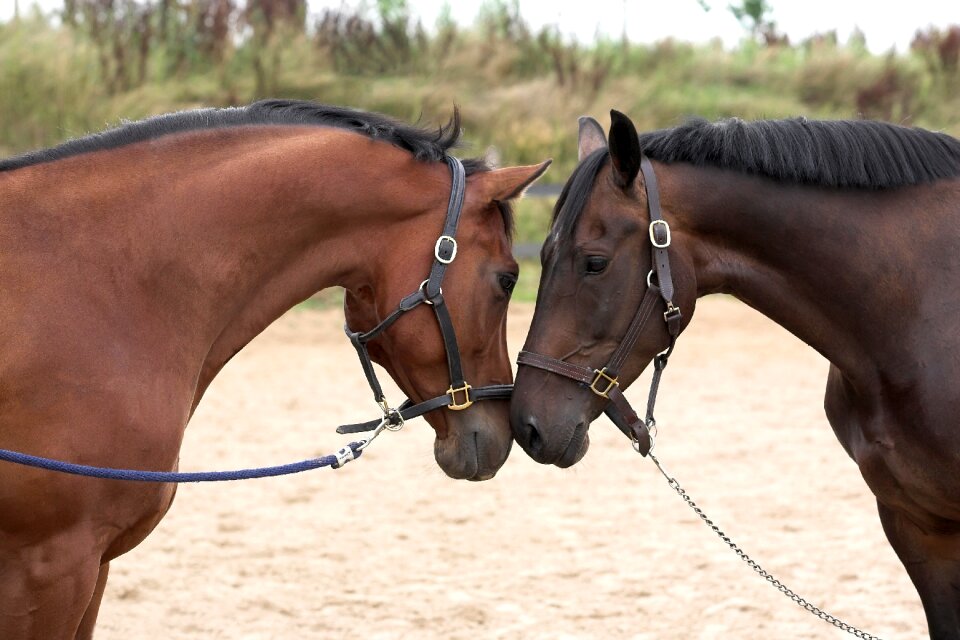 Horses love sweet
