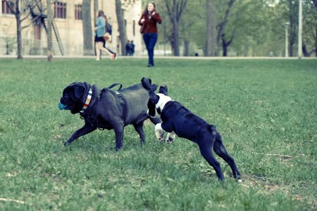 Grass fetch ball