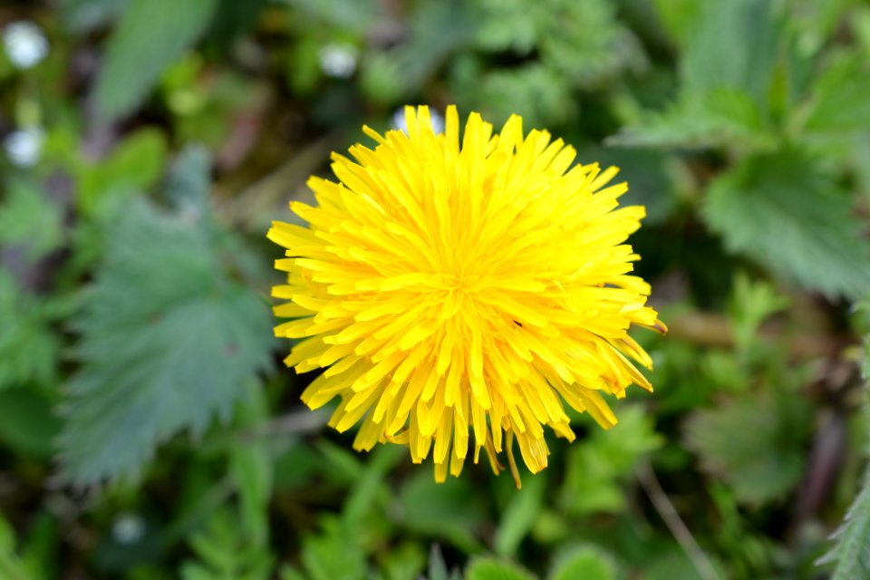 Flowers in the garden