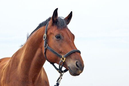 Horses animals horsehead