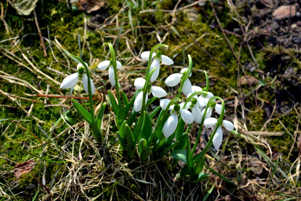 snowdrops