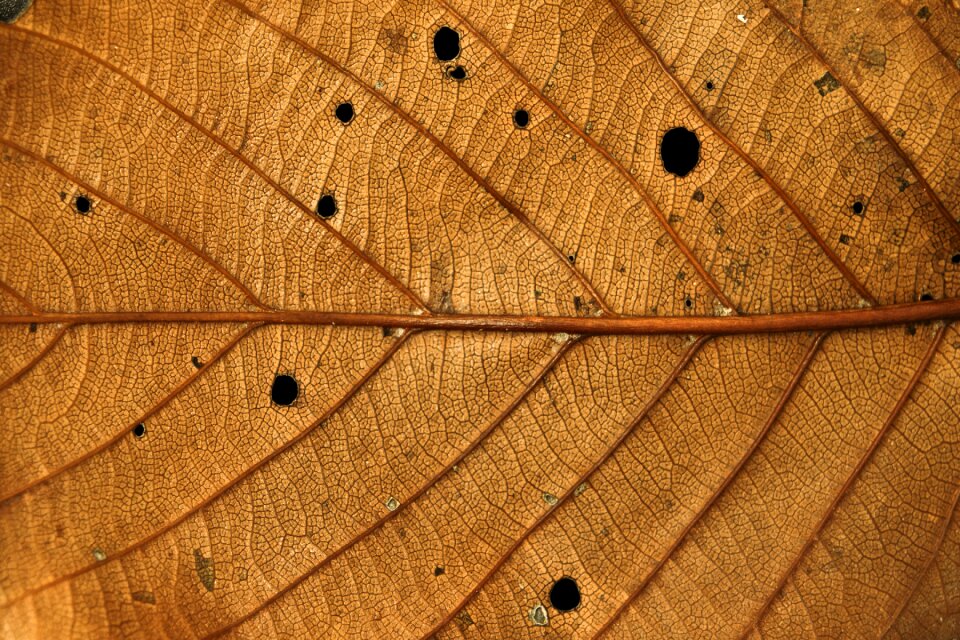 Brown plants nature