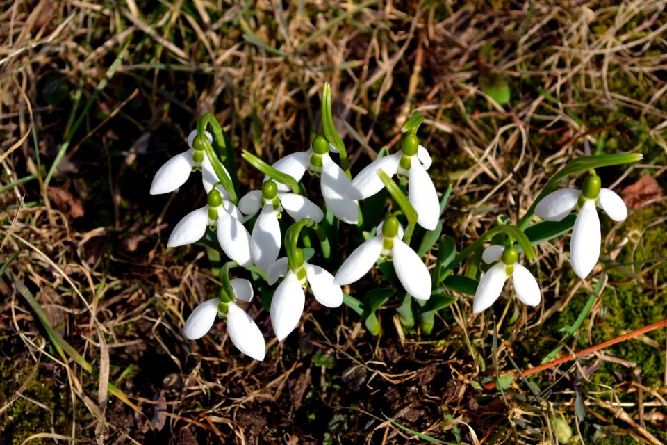 snowdrops