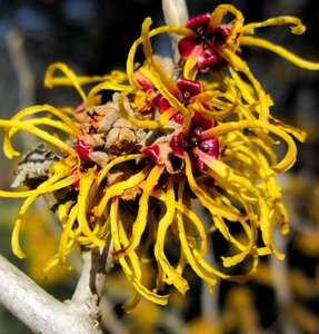 Witch hazel yellow spring photo