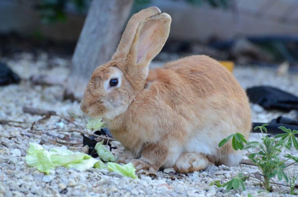 Brown animal blue rabbit