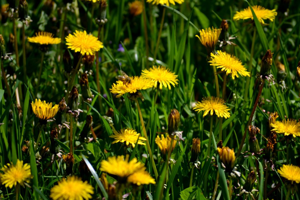 Dandelion photo