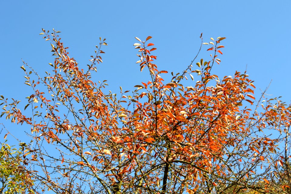 autumn