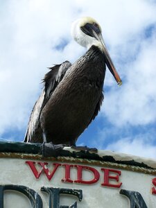 Nature wildlife bay