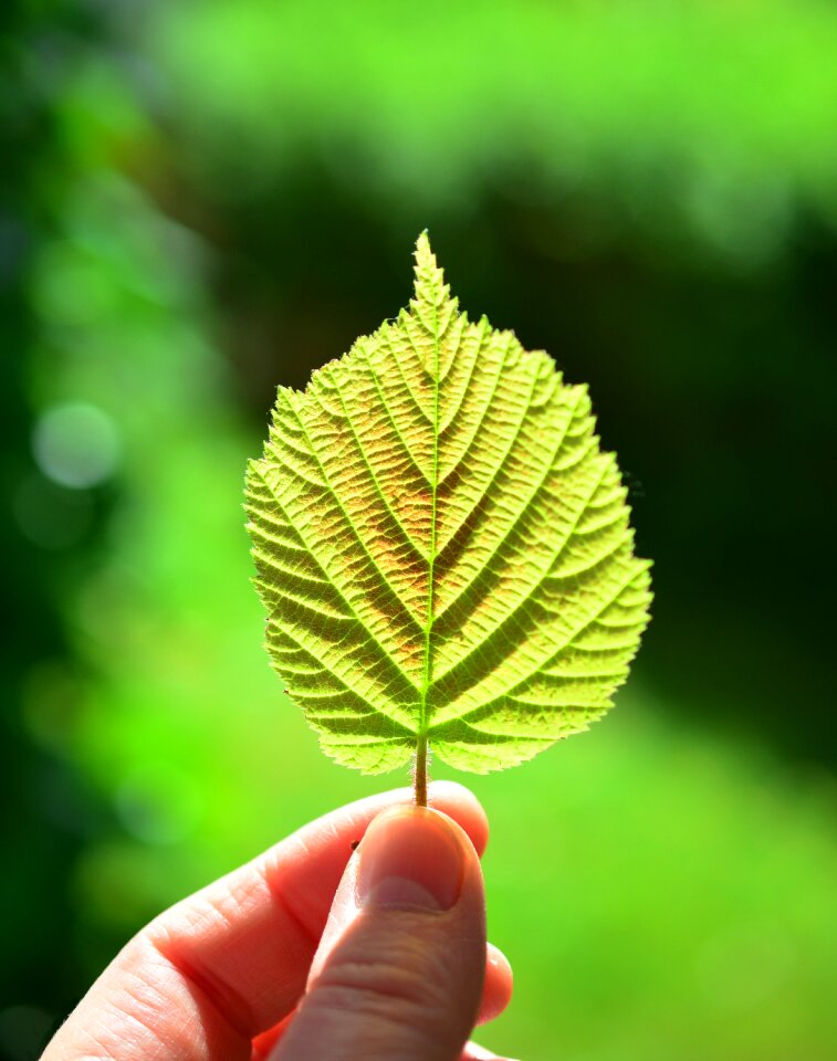 Sheet framework green sun