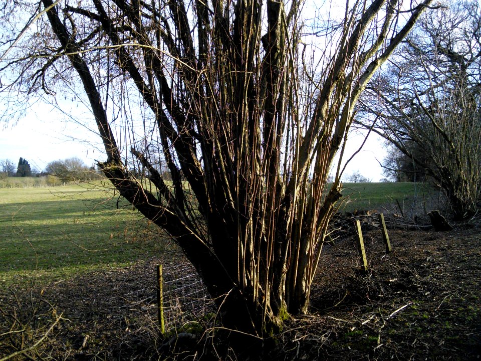 Old hedge near the nature reserve, Tewin
