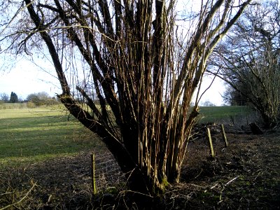 Old hedge near the nature reserve, Tewin