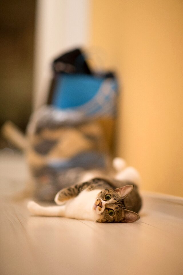 Cat pet Free photos
