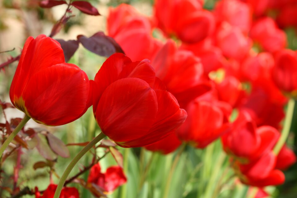 Red tulips flowers tulip