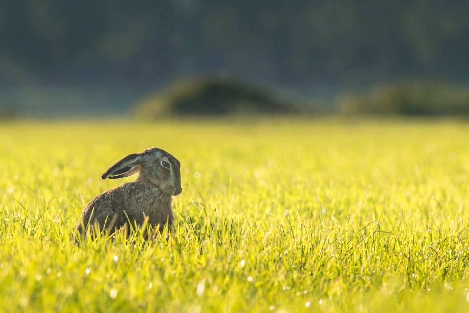 Animal outdoors meadow