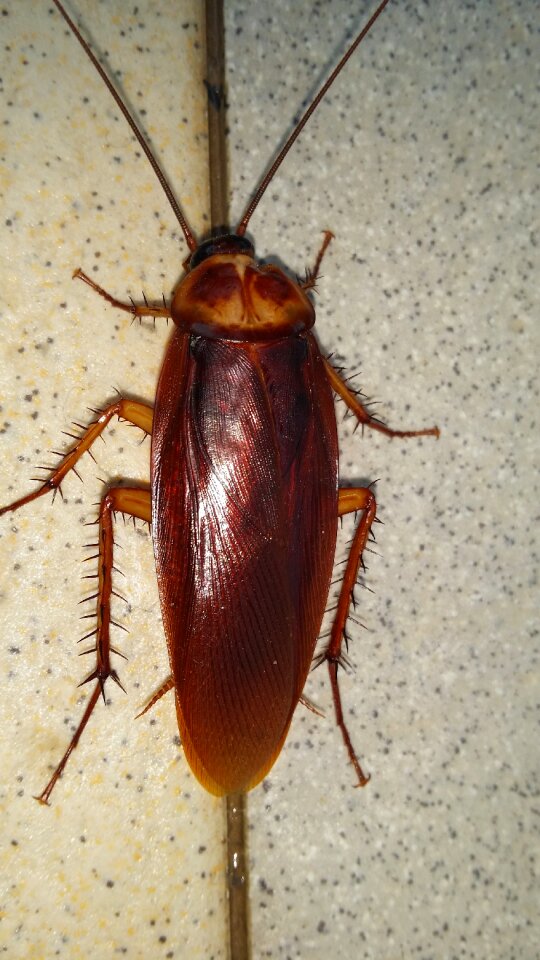 Beast beetle cockroach