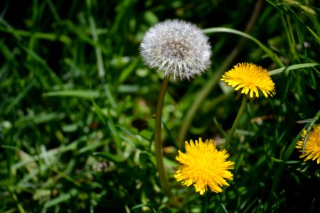 Dandelion